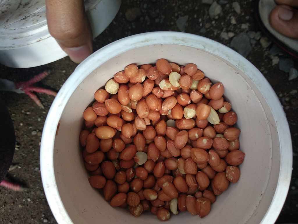 kacang tanah makanan merpati