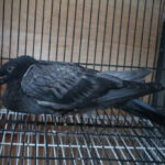 berak darah pada merpati