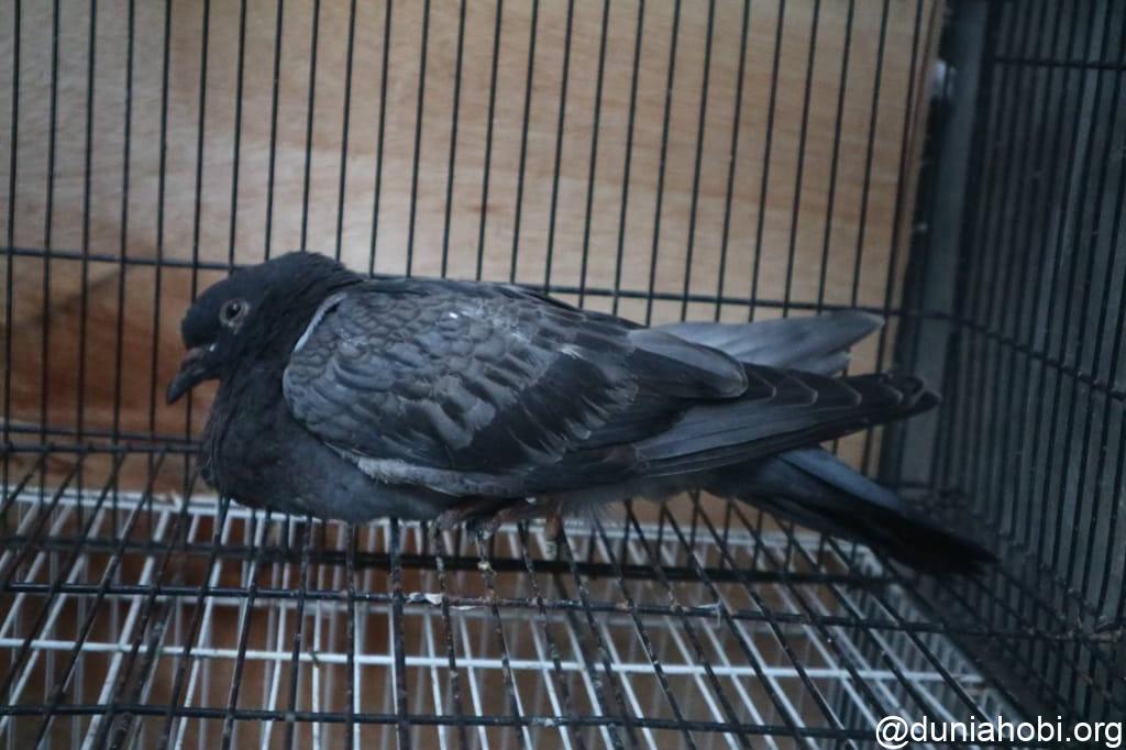 berak darah pada merpati