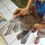 lar merpati tidak beraturan