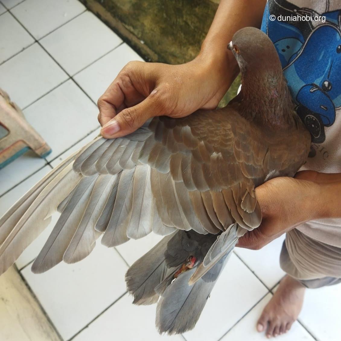 lar merpati tidak beraturan