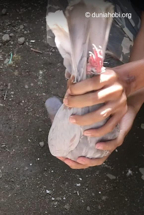 kuras tembolok merpati kembung