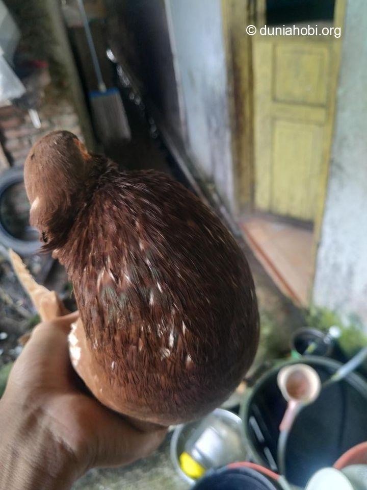 merpati menggembung seperti balon